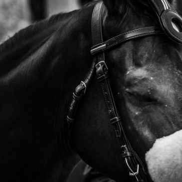 Photo OPs – Il Palio di Siena