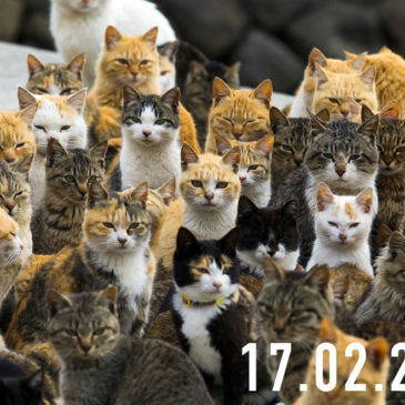 La FotoCosa del Giorno | Oggi è la festa del Gatto